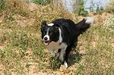 BORDER COLLIE 447